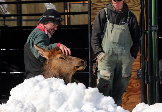 Elk Brucellosis Study